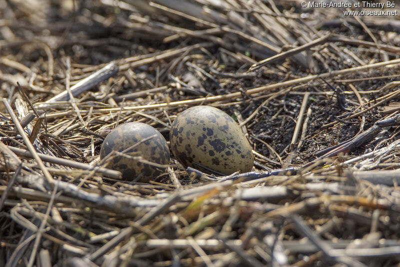Long-toed Lapwing, Reproduction-nesting
