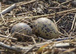 Long-toed Lapwing