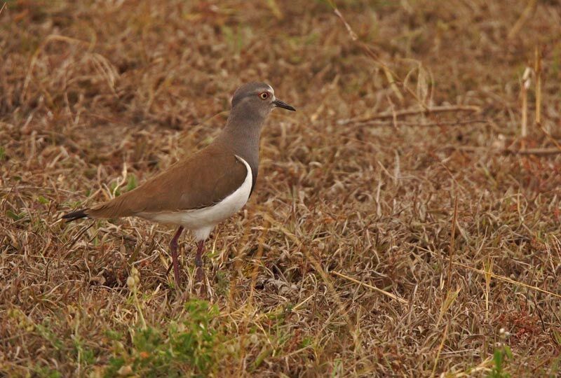 Black-winged Lapwing