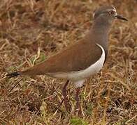 Black-winged Lapwing