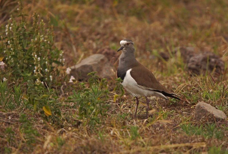 Black-winged Lapwing