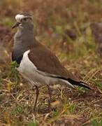 Black-winged Lapwing