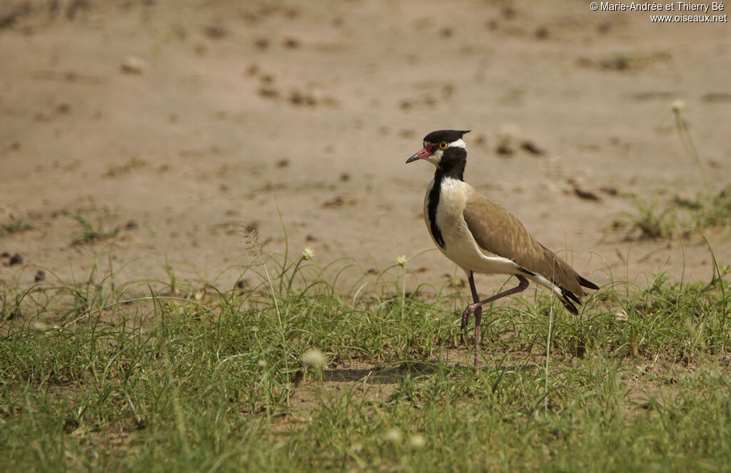 Black-headed Lapwing