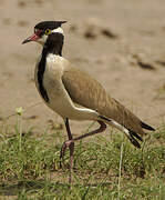 Black-headed Lapwing