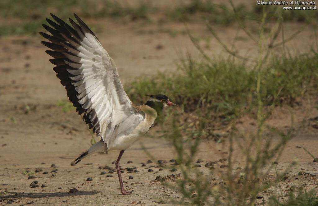 Black-headed Lapwing