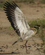 Black-headed Lapwing