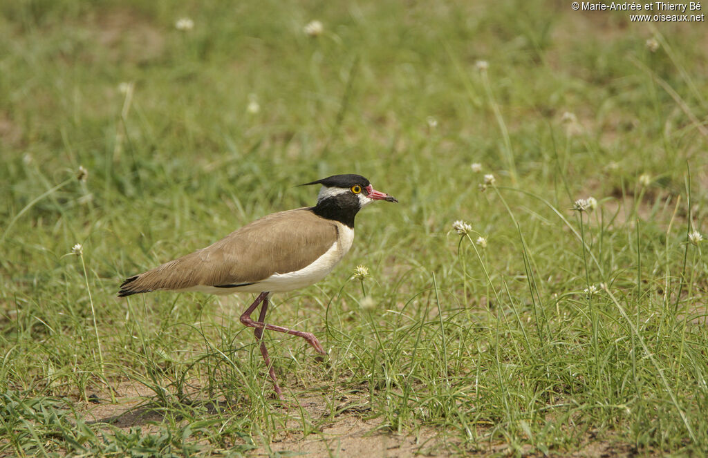 Black-headed Lapwing