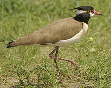 Black-headed Lapwing