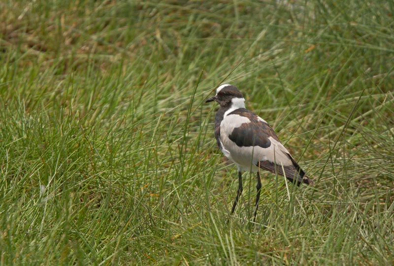 Blacksmith Lapwing