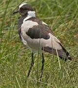 Blacksmith Lapwing