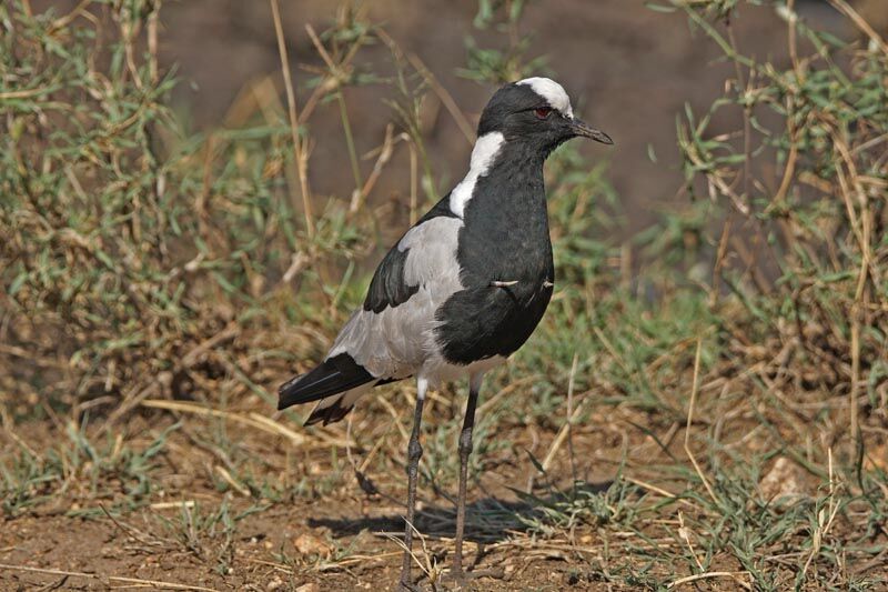 Blacksmith Lapwing