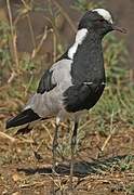 Blacksmith Lapwing