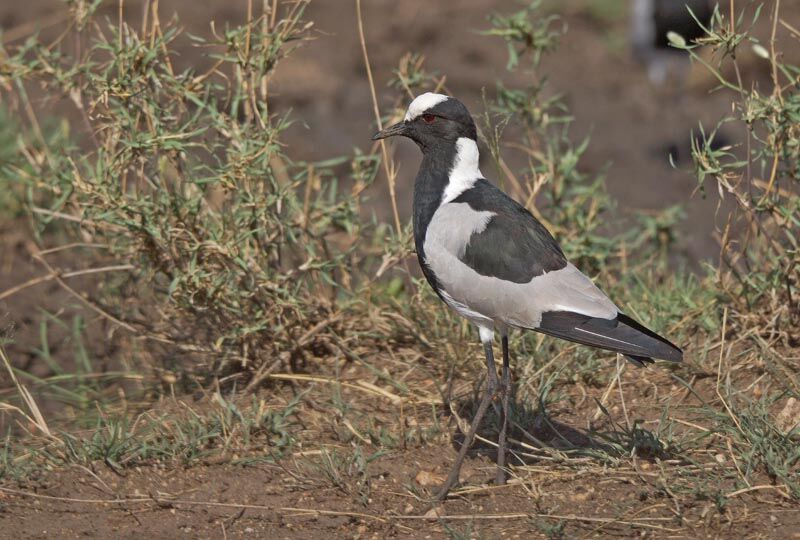 Blacksmith Lapwing