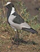 Blacksmith Lapwing