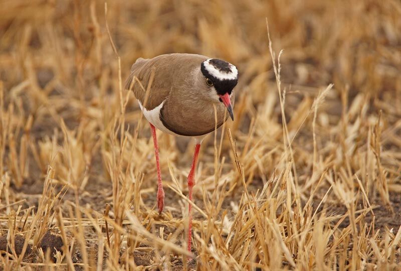 Crowned Lapwing