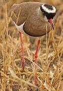 Crowned Lapwing