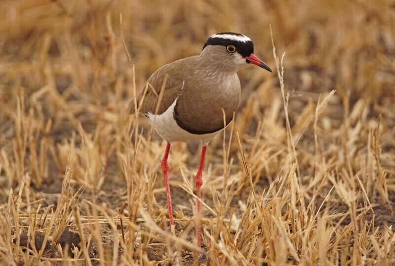 Crowned Lapwing