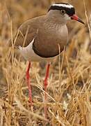 Crowned Lapwing