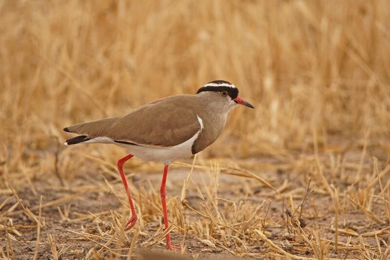 Vanneau couronnéadulte, identification