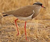 Crowned Lapwing