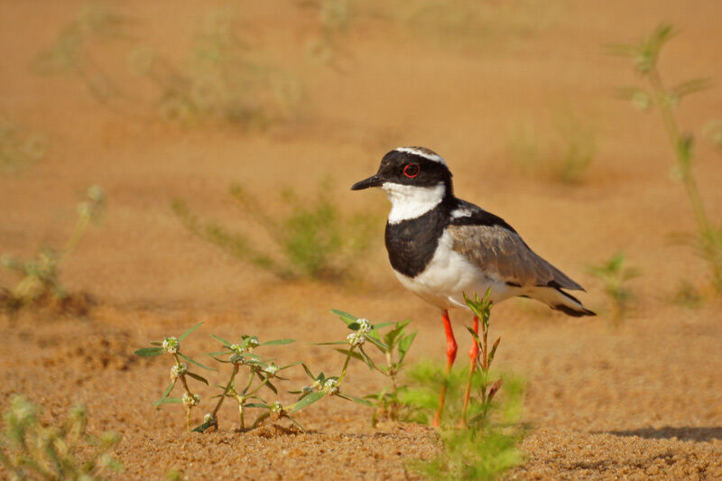 Pied Plover