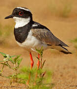 Pied Plover