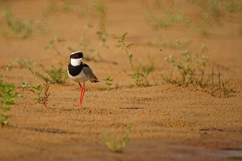 Pied Plover