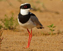 Pied Plover