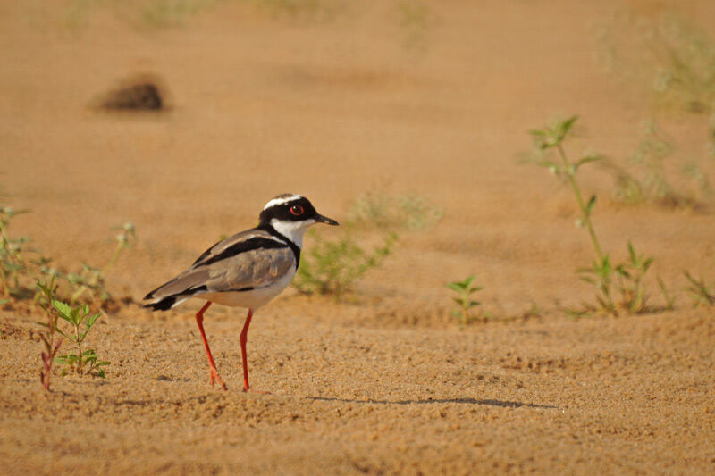 Pied Plover