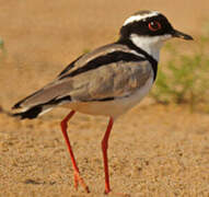 Pied Plover