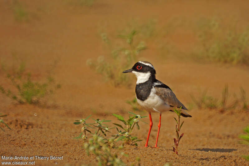 Pied Ploveradult, identification