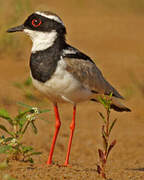 Pied Plover