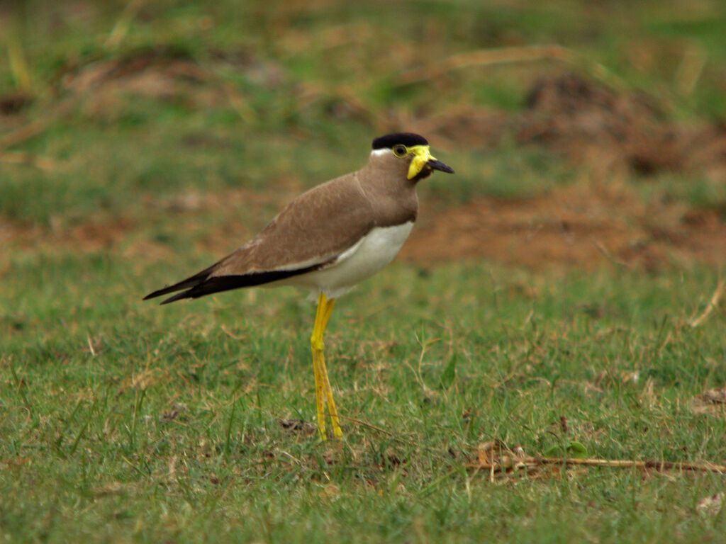 Vanneau de Malabar