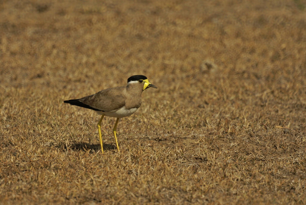 Yellow-wattled Lapwing