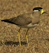 Yellow-wattled Lapwing