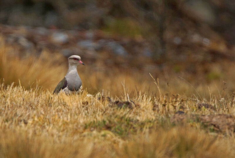 Andean Lapwing