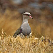 Andean Lapwing