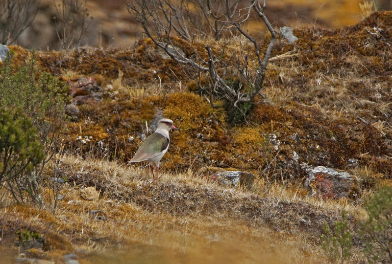 Andean Lapwing