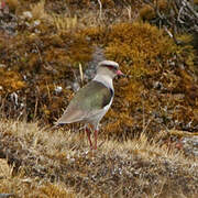 Vanneau des Andes