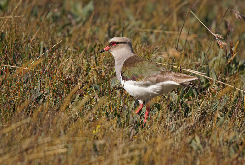 Vanneau des Andes