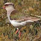 Vanneau des Andes