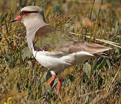 Vanneau des Andes