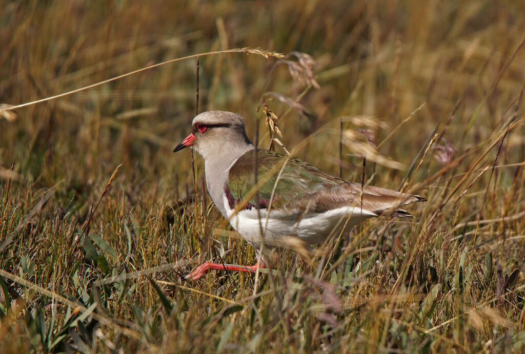 Andean Lapwing