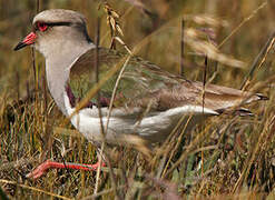 Andean Lapwing