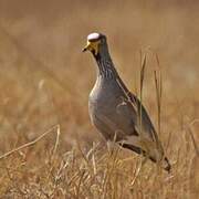 African Wattled Lapwing