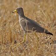 African Wattled Lapwing