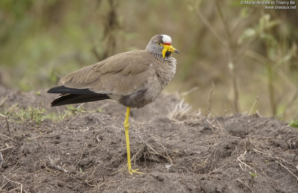 African Wattled Lapwing