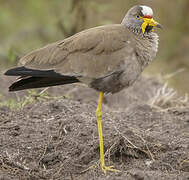 African Wattled Lapwing