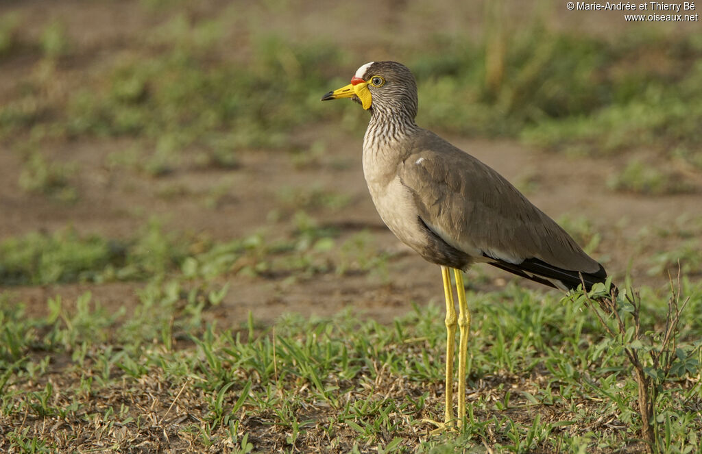 African Wattled Lapwing