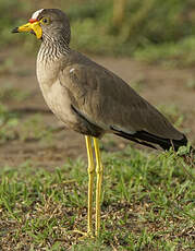 Vanneau du Sénégal